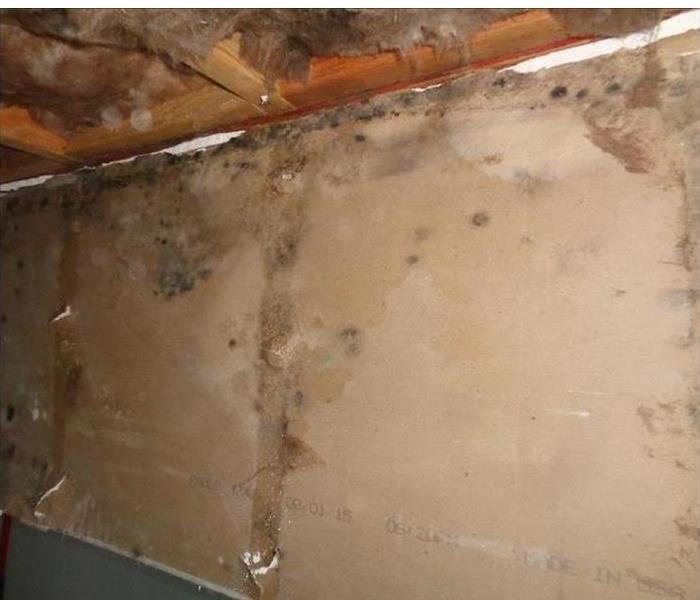 Mold on brown wall